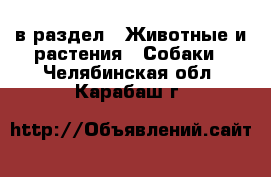  в раздел : Животные и растения » Собаки . Челябинская обл.,Карабаш г.